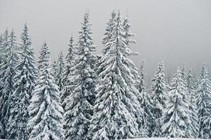 schneebedeckte kiefern auf dem berg chomiak. schöne winterlandschaften der karpaten, ukraine. majestätische Frostnatur. foto