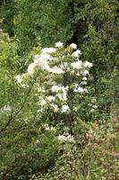 Rhododendron persil - weiß blühender Strauch foto