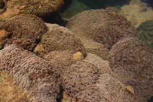 Korallen im seichten Wasser bei Ebbe vor der Küste, Thailand foto