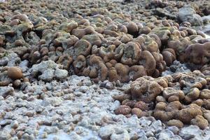 Korallen in flachen Gewässern bei Ebbe foto