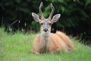 junger Hirsch auf der Wiese foto