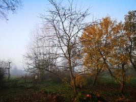 Abendnebel im Herbstgarten foto