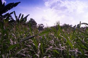 Blick auf Maisplantagen am Tag foto