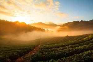 Sonnenaufgang am nebligen Morgen im Erdbeergarten am Berg Doi Ang Khang, Chiangmai, Thailand foto