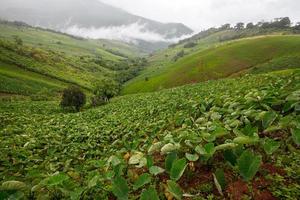 Taro-Feld im Berg bei Phetchabun, Thailand foto