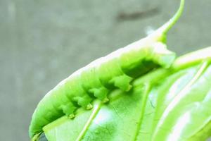 Das Fotomakro des kleinen Tierraupeninsekts sieht detailliert aus mit unscharfem Hintergrundeffekt foto