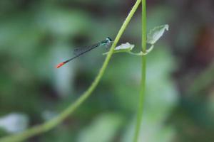 fliegendes geflügeltes Libelleninsekt, das auf einem Blattzweig mit einer unscharfen Hintergrundtextur thront foto