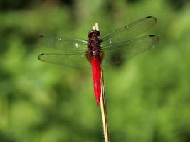 rote libelle insektentier foto