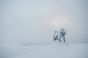 einsame kleine kiefern, die auf dem berg chomiak von schnee bedeckt sind. schöne winterlandschaften der karpaten, ukraine. majestätische Frostnatur. foto