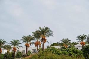 Palmen mit reifen Datteln in Bodrum, Türkei. foto