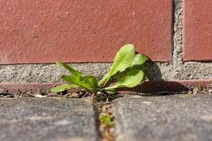 Unkraut vor einer Mauer foto