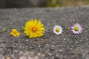 fünf frische Frühlingsblumen aufgereiht auf dem Boden foto