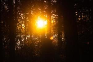 Sonnenuntergang in einem Wald foto