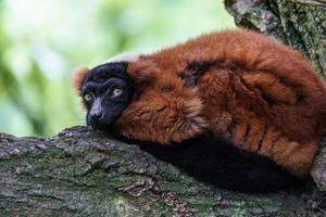 roter gekräuselter Lemur foto