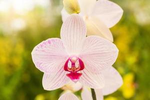 schöne lila Orchidee, Phalaenopsis, im Garten