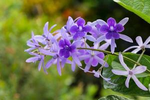 petrea racemosa, lila kranz oder sandpapierrebenblume foto