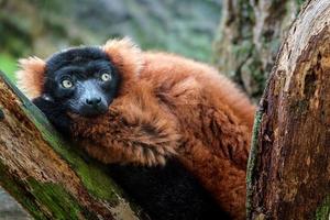 roter gekräuselter Lemur foto