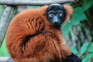 roter gekräuselter Lemur foto