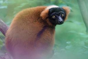roter gekräuselter Lemur foto