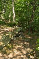 Felsen in einem idyllischen Wald foto