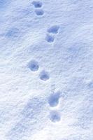 Tierspuren im Schnee foto