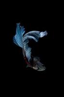blauer siamesischer kämpfender Fisch lokalisiert auf schwarzem Hintergrund. Betta Fisch foto