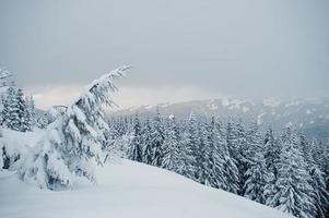 schneebedeckte kiefern auf dem berg chomiak. schöne winterlandschaften der karpaten, ukraine. majestätische Frostnatur. foto