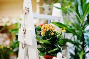 verschiedene Blumen auf Töpfen im Blumenladen. foto