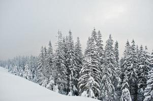 schneebedeckte kiefern auf dem berg chomiak. schöne winterlandschaften der karpaten, ukraine. Frost Natur. foto