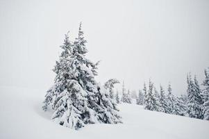 schneebedeckte kiefern auf dem berg chomiak. schöne winterlandschaften der karpaten, ukraine. Frost Natur. foto