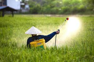 alte Bauern sprühen Dünger oder chemische Pestizide in die Reisfelder, chemische Düngemittel. foto