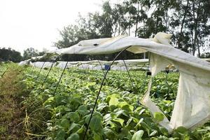 Techniken zum Anbau von Tabakpflanzen in der Landwirtschaft speziell für von Dürre betroffene Gebiete. Moderne Landwirtschaft. Neue Innovationen in der Landwirtschaft. Die Pflanze ist mit weißem Tuch bedeckt foto