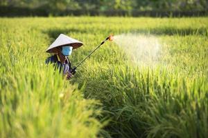 alte Bauern sprühen Dünger oder chemische Pestizide in die Reisfelder, chemische Düngemittel.