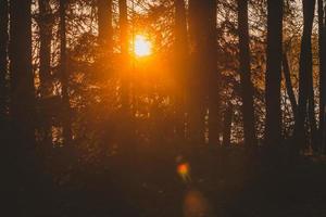 Sonnenuntergang in einem Wald foto