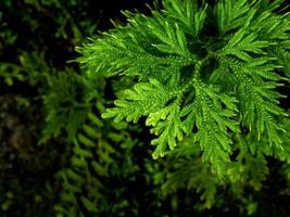 frisches grünes blatt von selaginella beinhaltet farn foto