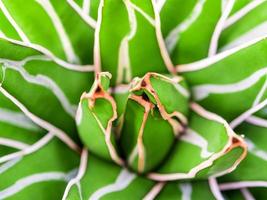 Sukkulente Nahaufnahme, frische Blätter Detail der Agave victoriae reginae foto