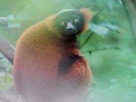 roter gekräuselter Lemur foto