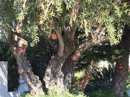 Weihnachtsbaum in Kalifornien foto