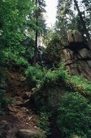 Waldlandschaft mit Felsen