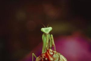 Gottesanbeterin Insekten Makrofotografie Premium-Foto foto