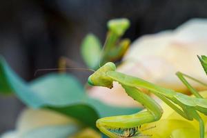 Gottesanbeterin Insekten Makrofotografie Premium-Foto foto