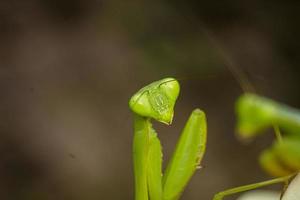 Gottesanbeterin Insekten Makrofotografie Premium-Foto foto