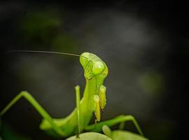 Gottesanbeterin Insekten Makrofotografie Premium-Foto foto