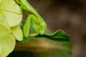 Gottesanbeterin Insekten Makrofotografie Premium-Foto foto