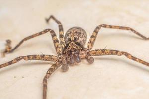 eusparassus walckenaeri Spinne Nahaufnahme Makrofotografie Premium-Foto foto