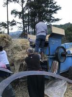 Bauern und Weizen landwirtschaftlich foto