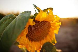 erstaunliche ansicht der sonnenblume am feld im sunet. foto