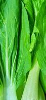 schöne und frische natürliche grüne Blätter Hintergrund von Senfgemüse. Brassica chinensis Var. parachinensis-Pflanze. Natur Hintergrunddesign. grüne Blätter Hintergrund. foto