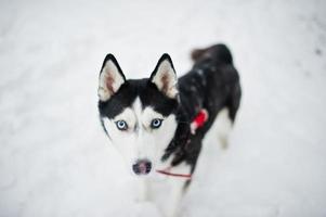 Husky-Hund an der Leine, der am Wintertag im Park spazieren geht. foto