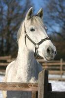 Kopfschuss eines schönen grauen Pferdes im sonnigen Winter foto